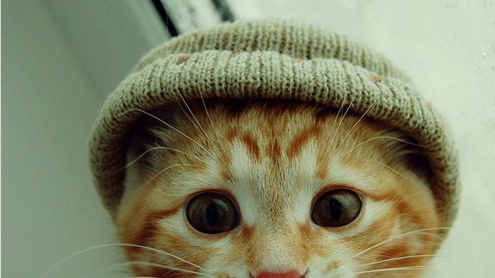 Small Cat Wearing A Cap
